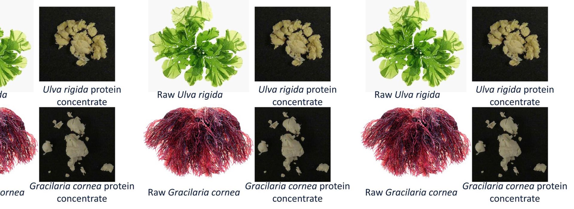 <p>Starch from the sea: the green macroalga ulva sp. as a potential source for sustainable starch production</p>
